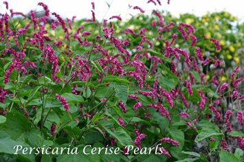 Persicaria orientalis Cerise Pearls  7-9 047
